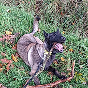Aiko a rejoint le concours — aidez-le/la à gagner de superbes lots ! animal, canine, chewing, collar, dog, fall, fur, grass, ground, happy, leash, leaves, mouth, nature, outdoor, pet, play, stick, tongue, tree_branch