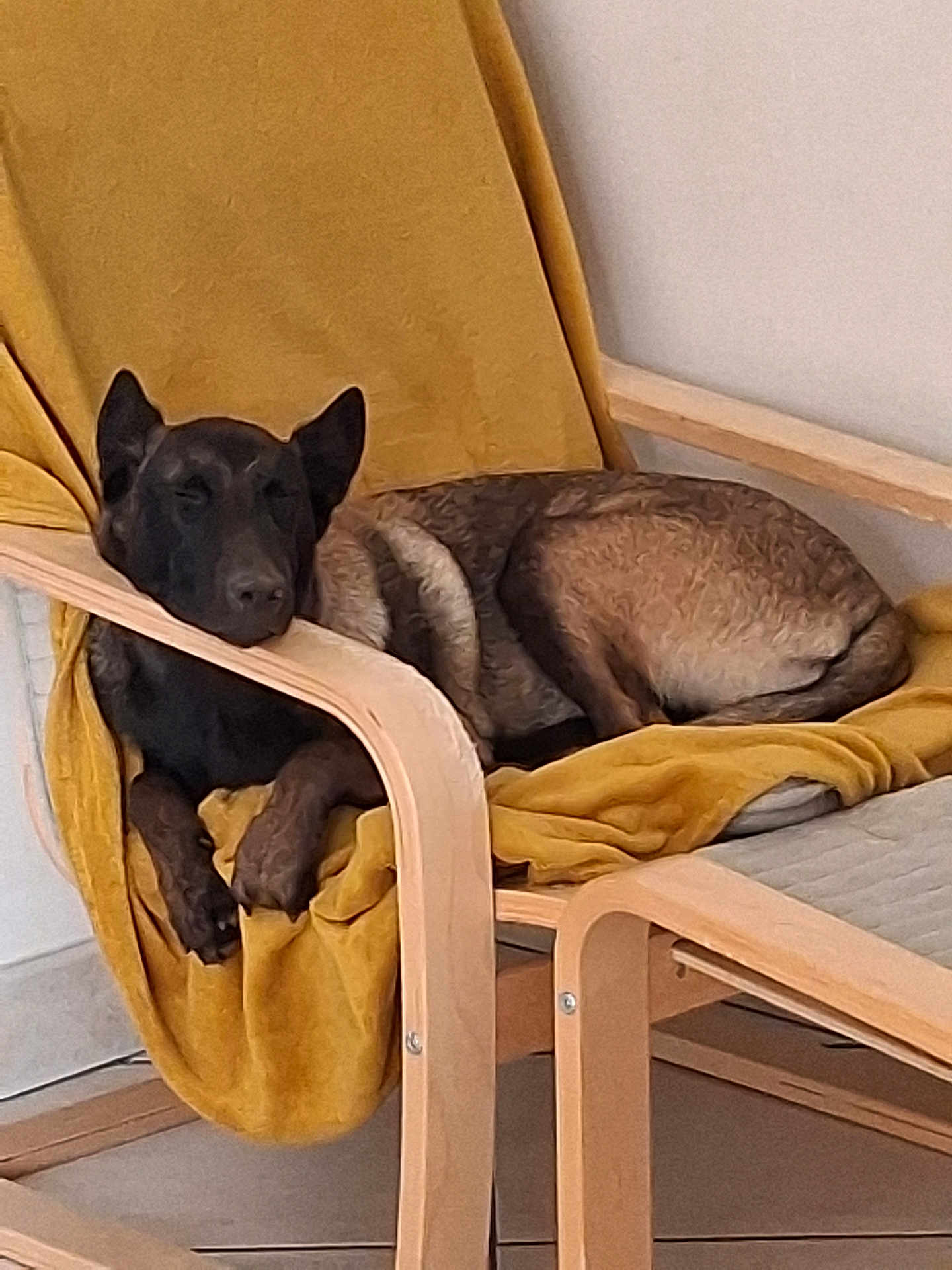 Aiko participe au concours pour gagner de l'argent avec cette photo : dog, lounge_chair, yellow_cushion, wooden_furniture, relaxed, indoor, pet, resting, canine, cozy, domestic_animal, furniture, brown_dog, quiet, comfort, home_interior, sleeping, calm, paw, animal