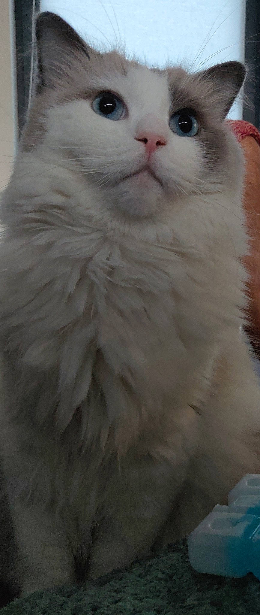 Paco a rejoint le concours — aidez-le/la à gagner de superbes lots ! carnivore, cat, domestic_short_haired_cat, eye, felidae, fur, paw, small_to_medium_sized_cats, snout, terrestrial_animal, whiskers, window