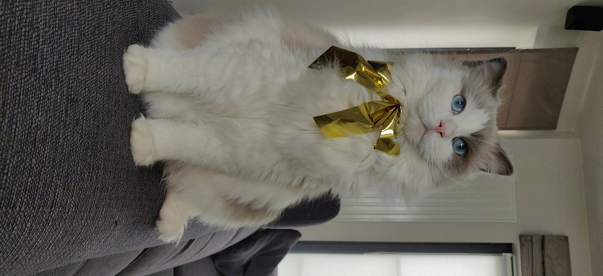 Paco participe au concours pour gagner de l'argent avec cette photo : british_longhair, carnivore, cat, claw, domestic_short_haired_cat, felidae, fur, mammal, paw, room, small_to_medium_sized_cats, tail, whiskers