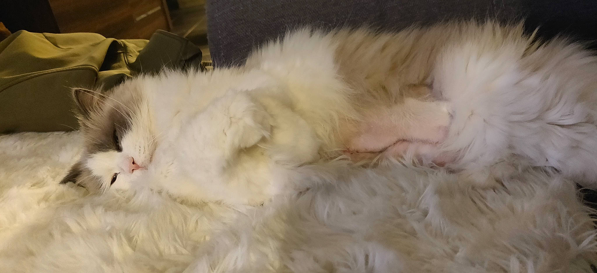 Paco a rejoint le concours — aidez-le/la à gagner de superbes lots ! carnivore, cat, claw, comfort, fawn, felidae, fur, nap, paw, ragdoll, small_to_medium_sized_cats, snout, tail, terrestrial_animal, whiskers