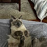 cat, fluffy, blue_eyes, surprised, lying_down, indoor, blanket, rug, wooden_floor, table, laptop, couch, striped_blanket, cozy, pet, furniture, home, cute, animal, relaxed