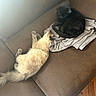 cat, cats, black_cat, cream_cat, couch, leather_couch, towel, indoor, pets, feline, relaxing, cozy, stretching, fur, animal, home, domestic, sleeping, resting, soft_light