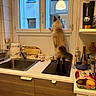 cat, kitchen, window, counter, stove, sink, paper_towel, cutting_board, fruit, mug, shelf, bottle, indoor, curious, feline, appliance, wooden_cabinet, reflection, plant, lighting
