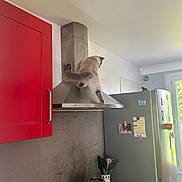 Chouchou participe au concours pour gagner de l'argent avec cette photo : cat, kitchen, range_hood, refrigerator, red_cabinet, stovetop, pot, cooking_utensils, paper_towel, window, magnet, exploring, curious, appliance, domestic, indoor, feline, countertop, ventilation_hood, household