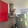 cat, kitchen, range_hood, refrigerator, red_cabinet, stovetop, pot, cooking_utensils, paper_towel, window, magnet, exploring, curious, appliance, domestic, indoor, feline, countertop, ventilation_hood, household