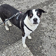 Nala participe au concours pour gagner de l'argent avec cette photo : dog, black_and_white, leash, pavement, outdoor, pet, canine, walk, curious, standing, ears, collar, fur, four_legs, sidewalk, alert, animal, mammal, road, white_paws