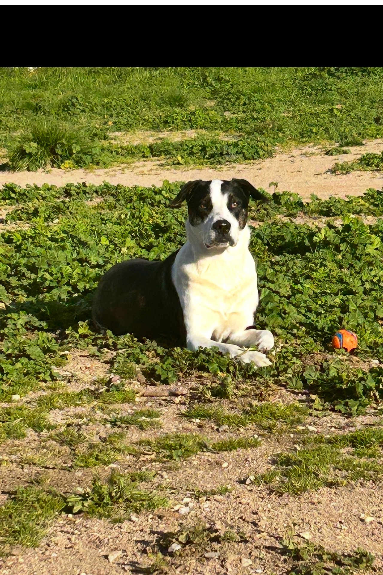 Nala