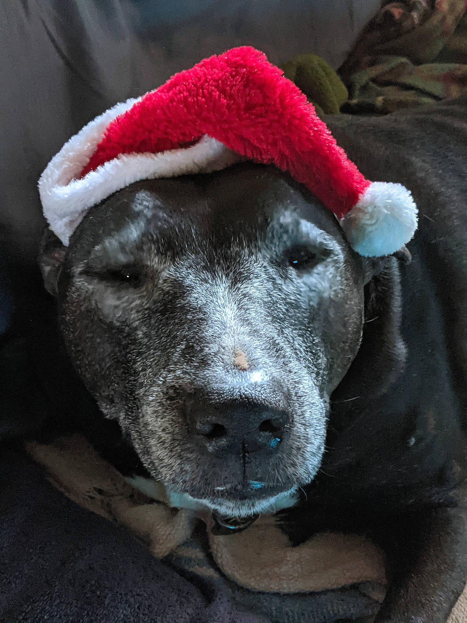 Paige joined the competition — help win amazing prizes! canidae, cap, carmine, carnivore, companion_dog, costume_hat, dog, dog_breed, fawn, freezing, fur, fur_clothing, grey, guard_dog, snout, sporting_group, terrestrial_animal, whiskers, winter, working_animal