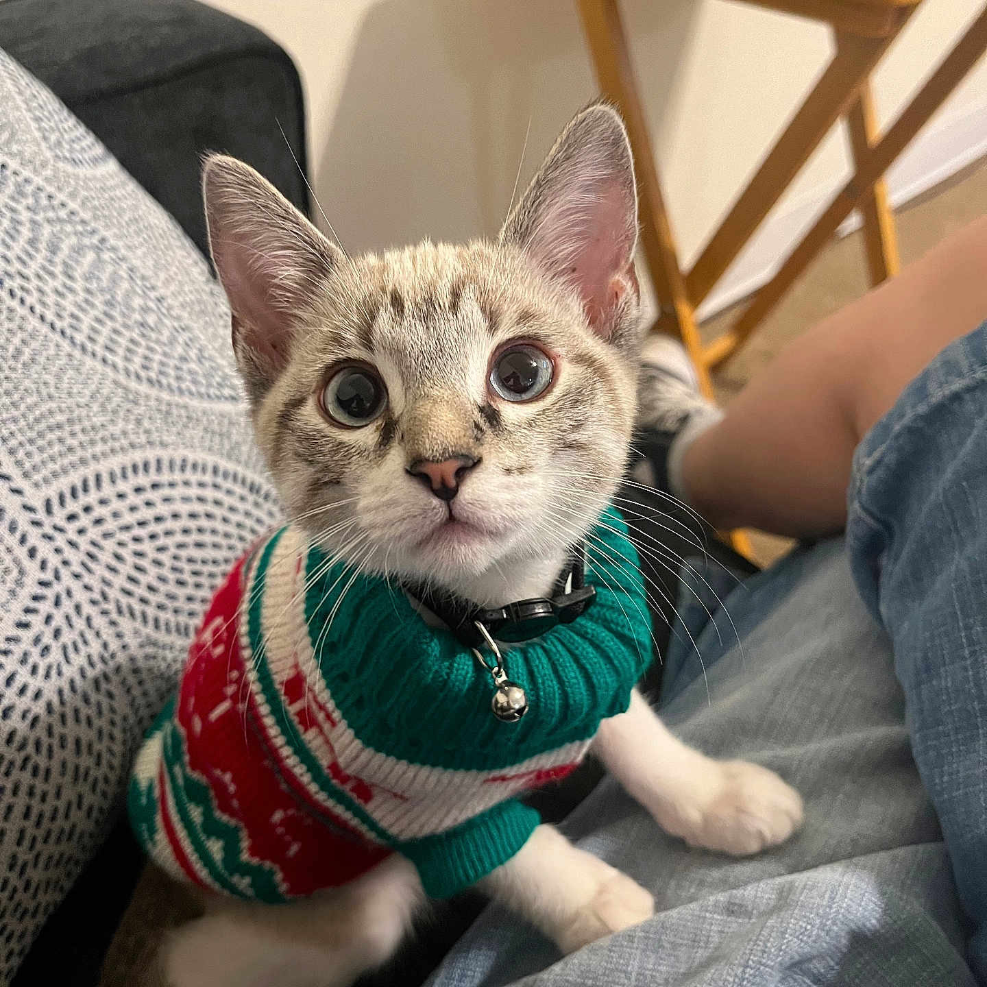 Milo is registered to the contest to win money with this photo: abyssinian, animal, boy, cat, chair, child, clothing, couch, electronics, furniture, kitten, knitwear, male, manx, pants, person, pet, remotecontrol, sweater, table