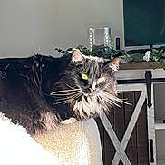 Sunshine joined the competition — help win amazing prizes! animal, beige, black_cat, cabinet, cat, cozy, fluffy, furniture, home, indoor, pet, plants, relaxed, resting, sunlight, television, texture, whiskers, white_fur, yellow_eyes