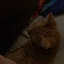 Tiger is registered to the contest to win money with this photo: cat, orange_cat, petting, hand, person, fabric, blur, dim_light, indoor, feline, fur, resting, cozy, animal, domestic_animal, soft, bed, blanket, comfort, relaxation