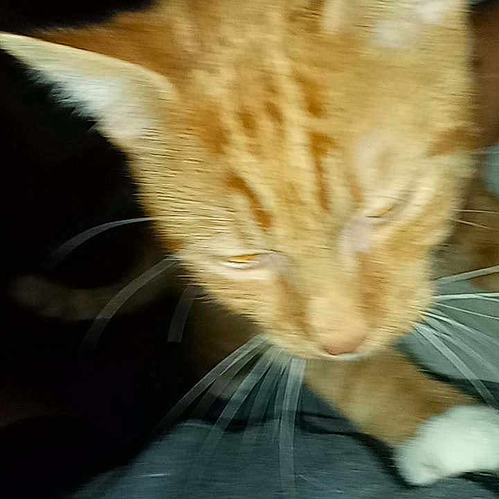 Tiger joined the competition — help win amazing prizes! animal, blurry, cat, close_range, close_up, dark_background, domestic_cat, ears, feline, fur, gray_surface, indoor, motion_blur, moving, orange_tabby, pet, tabby_pattern, whiskers, whiskers_visible, white_paws