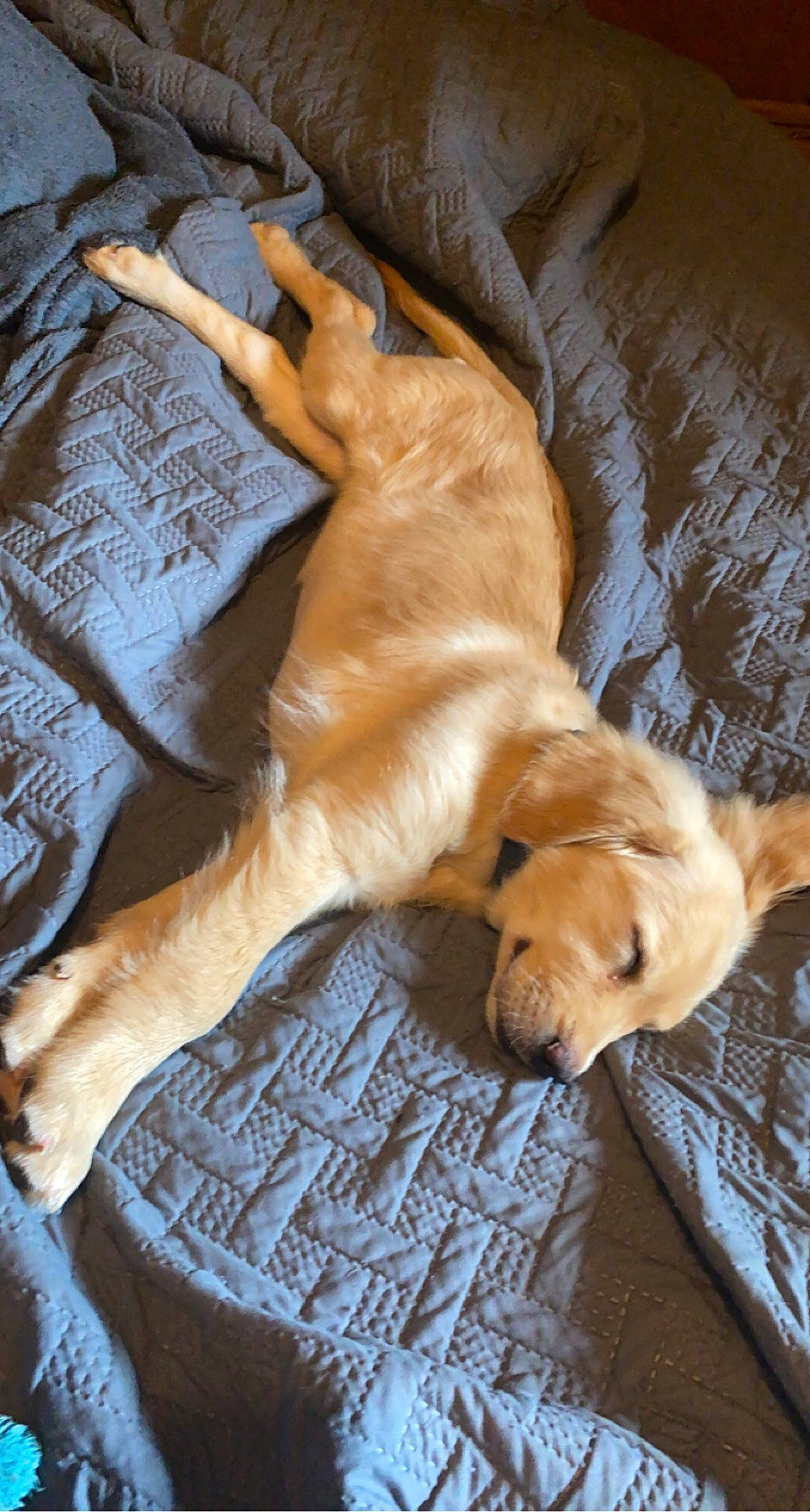 Archie joined the competition — help win amazing prizes! brown, canidae, carnivore, comfort, companion_dog, dog, dog_breed, dog_supply, fawn, flooring, fur, hardwood, liver, snout, sporting_group, tail, terrestrial_animal, whiskers, wood, working_animal