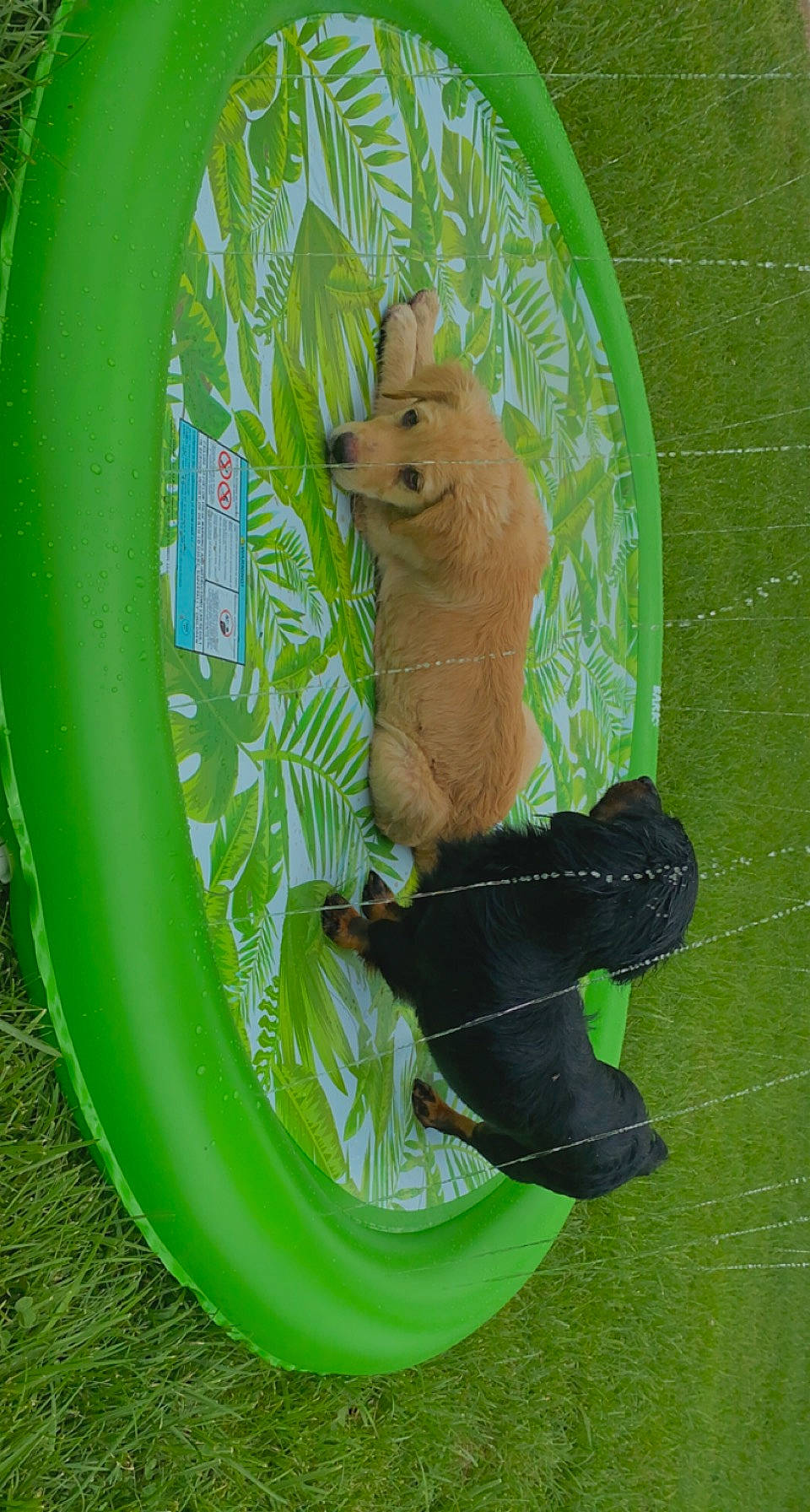 Archie joined the competition — help win amazing prizes! amphibian, animal_figure, art, automotive_tire, carnivore, circle, dishware, foot, grass, leaf, pest, plate, platter, rodent, serveware, snout, tableware, tail, terrestrial_animal, toy