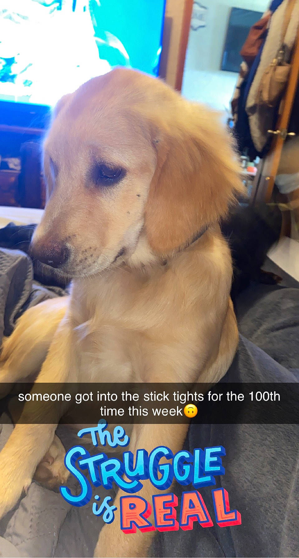 Archie is registered to the contest to win money with this photo: canidae, carnivore, chair, collar, companion_dog, dog, dog_breed, dog_supply, fawn, fur, golden_retriever, happy, labrador_retriever, paw, photo_caption, photography, puppy_love, retriever, snout, sporting_group