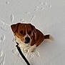 Chosen is registered to the contest to win money with this photo: dog, brown, white, snow, leash, paw_prints, footprints, outdoor, pet, animal, canine, winter, cute, sitting, looking_up, fur, collar, playful, nature, daylight
