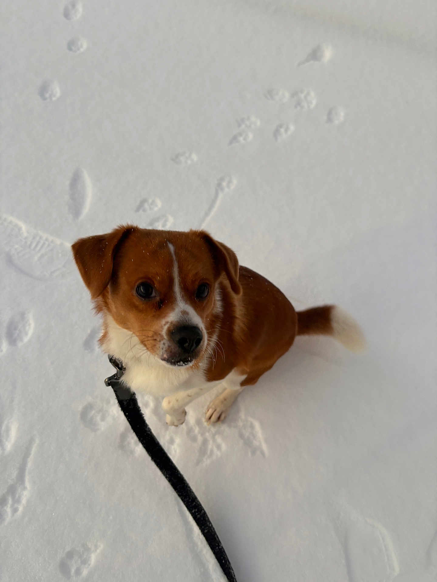 Chosen is registered to the contest to win money with this photo: dog, brown, white, snow, leash, paw_prints, footprints, outdoor, pet, animal, canine, winter, cute, sitting, looking_up, fur, collar, playful, nature, daylight