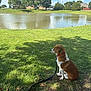 dog, leash, grass, pond, water, tree, shadow, sky, cloud, house, gazebo, park, outdoor, nature, daytime, canine, pet, sitting, greenery, calm