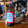adult, alcohol, animal, beer, beerbottle, beverage, bottle, canine, dog, face, glass, head, lager, liquor, male, man, person, pet, puppy, stout
