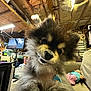 animal, architecture, baby, building, canine, computerhardware, dog, electronics, hardware, indoors, interiordesign, monitor, outdoors, person, pet, puppy, screen, shelf, shelter, wood