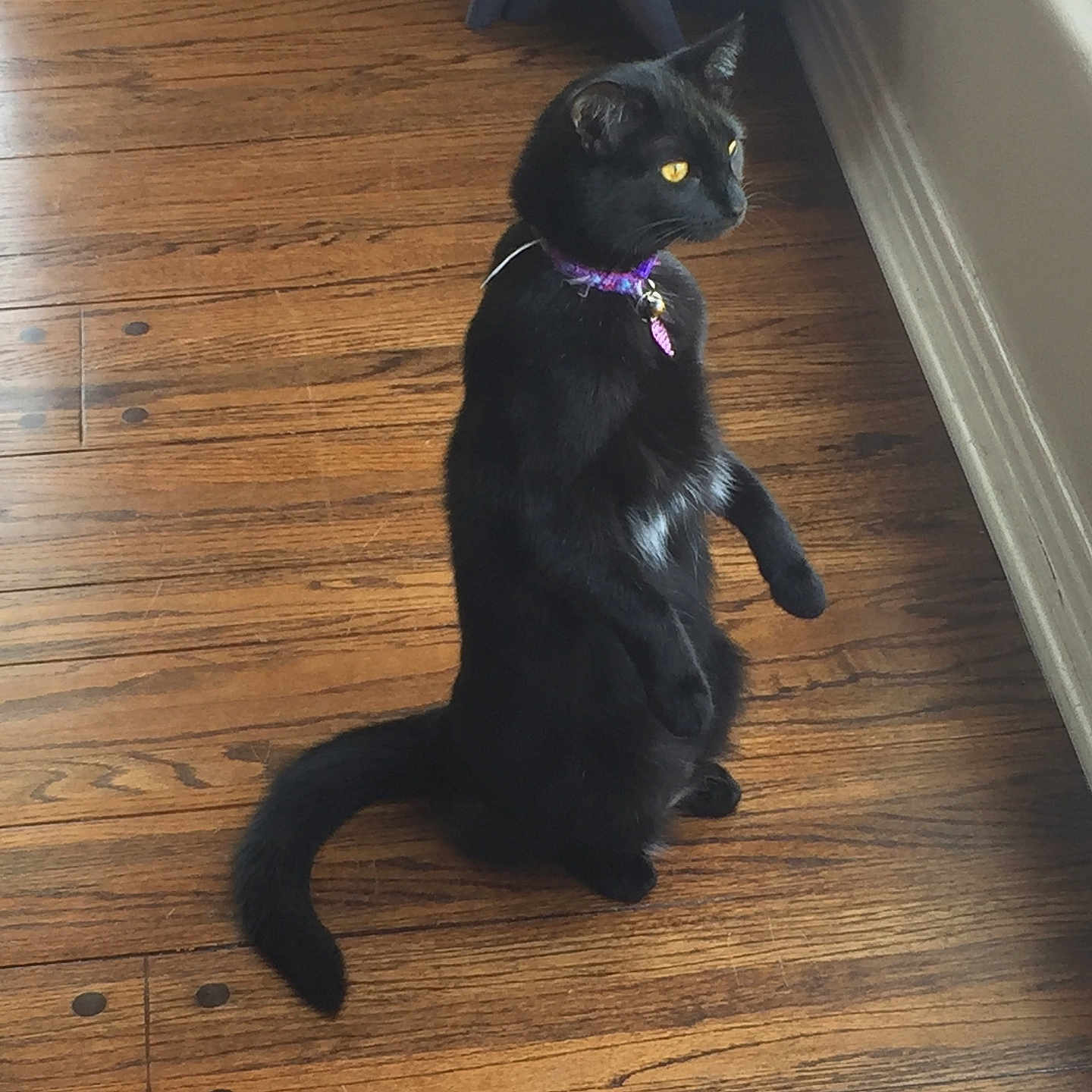 Sasha is registered to the contest to win money with this photo: black_cat, cat, feline, pet, animal, sitting, upright, golden_eyes, purple_collar, collar, indoors, wooden_floor, hardwood, window, curtain, home, portrait, long_tail, fur, alert