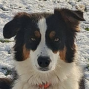Tiga a rejoint le concours — aidez-le/la à gagner de superbes lots ! dog, animal, pet, snow, outdoor, fur, close_up, black_and_white, brown, ears, collar, winter, nature, mammal, canine, portrait, face, alert, background, daytime