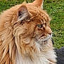 Trésor participe au concours pour gagner de l'argent avec cette photo : cat, fluffy, long_hair, orange, white_fur, profile, animal, pet, outdoor, grass, nature, feline, ears, whiskers, closeup, mammal, portrait, cute, domestic_cat, majestic