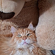 Trésor a rejoint le concours — aidez-le/la à gagner de superbes lots ! cat, orange_cat, fluffy_cat, pet, animal, teddy_bear, plush_toy, stuffed_animal, indoor, closeup, cute, feline, whiskers, soft_texture, cozy, relaxed, companion, home, resting, adorable