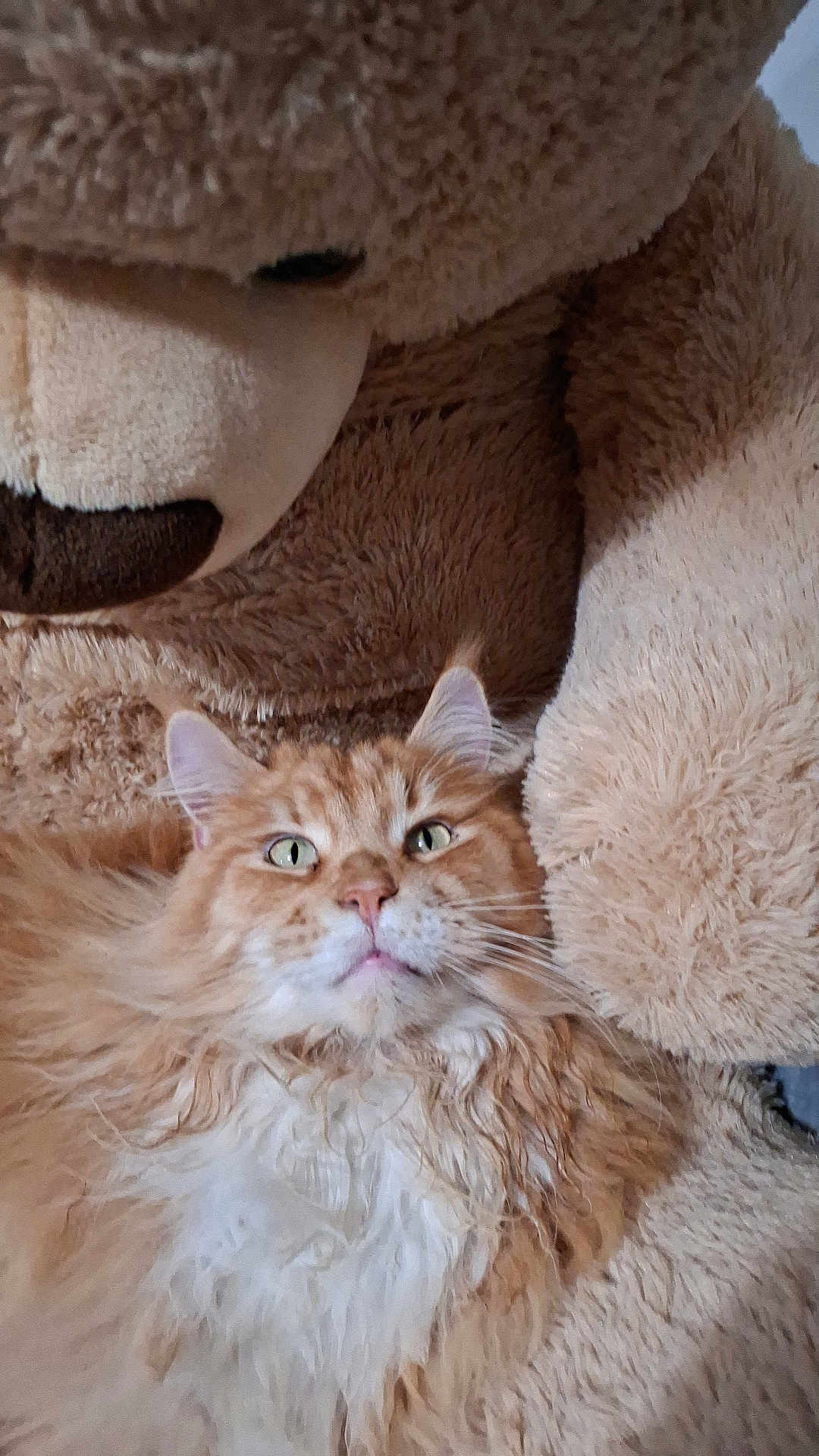 Trésor a rejoint le concours — aidez-le/la à gagner de superbes lots ! cat, orange_cat, fluffy_cat, pet, animal, teddy_bear, plush_toy, stuffed_animal, indoor, closeup, cute, feline, whiskers, soft_texture, cozy, relaxed, companion, home, resting, adorable