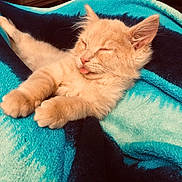 Nami joined the competition — help win amazing prizes! kitten, cat, sleeping, tongue_out, furry, pet, cozy, blanket, orange_cat, indoor, cute, relaxed, paw, fur, animal, resting, soft, young_cat, domestic_cat, adorable