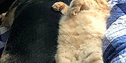 Nami is registered to the contest to win money with this photo: cat, dog, bed, blanket, quilt, sleeping, resting, cozy, fluffy, furry, pets, animal, companion, indoor, relaxation, snuggling, cute, comfort, fur, friendship