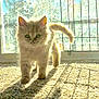 Nami is registered to the contest to win money with this photo: kitten, cat, fur, sunlight, shadow, carpet, window, indoor, pet, cute, animal, walking, backlit, curious, small, feline, young, adorable, home, light