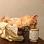 Nami is registered to the contest to win money with this photo: cat, orange_cat, basket, cloth, candle, wooden_table, relaxation, indoor, pet, feline, resting, cozy, home_decor, calm, fur, tabletop, still_life, domestic_animal, closeup, quiet
