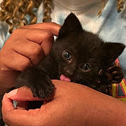 Onyx joined the competition — help win amazing prizes! kitten, black_cat, hand, licking, curly_hair, person, close_up, cute, pet, animal, feline, soft_fur, clothing, indoor, affection, young_cat, holding, paw, friendly, domestic_animal