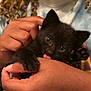 kitten, black_cat, hand, licking, curly_hair, person, close_up, cute, pet, animal, feline, soft_fur, clothing, indoor, affection, young_cat, holding, paw, friendly, domestic_animal
