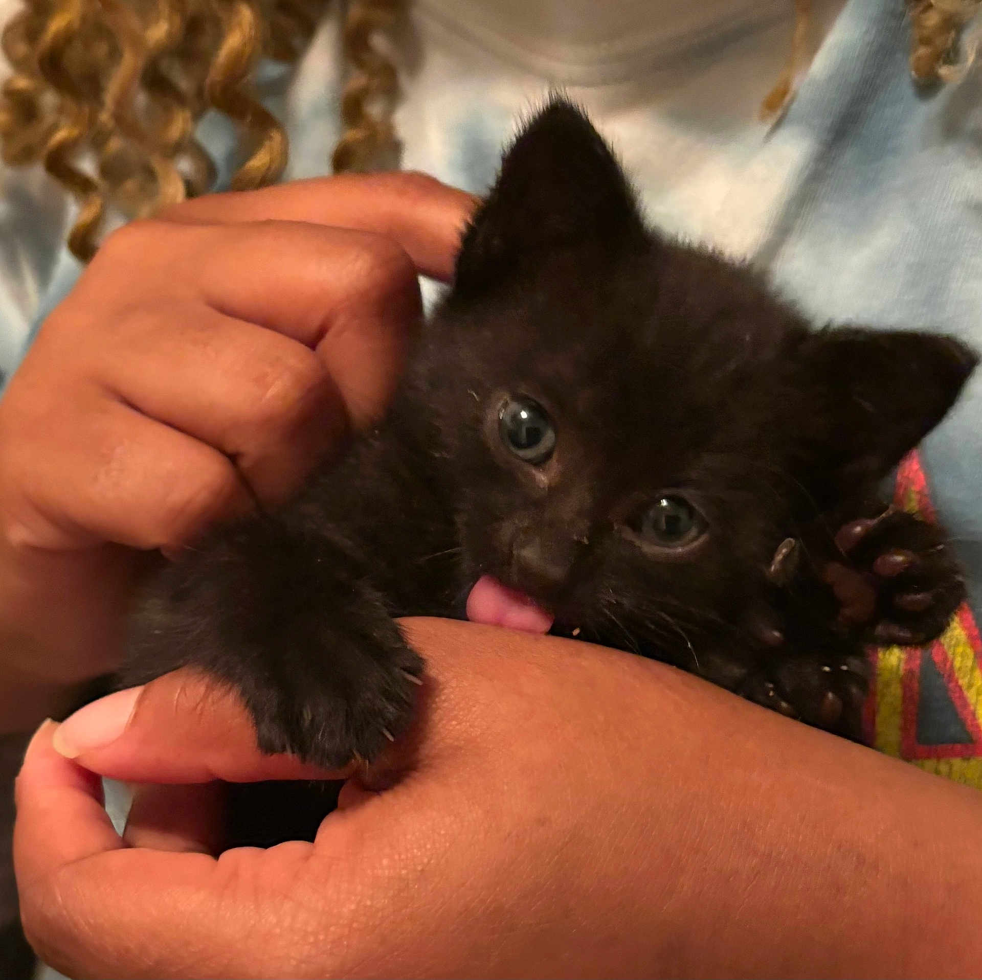 Onyx joined the competition — help win amazing prizes! kitten, black_cat, hand, licking, curly_hair, person, close_up, cute, pet, animal, feline, soft_fur, clothing, indoor, affection, young_cat, holding, paw, friendly, domestic_animal