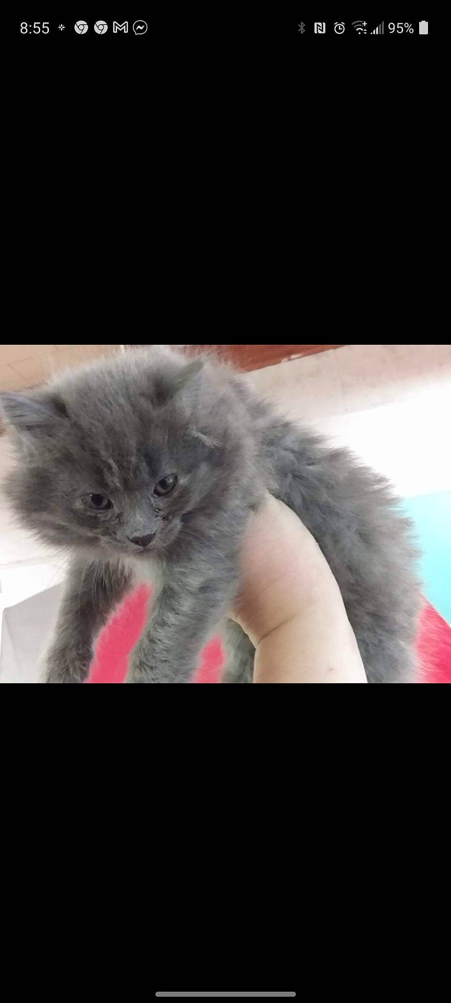 Dory joined the competition — help win amazing prizes! art, british_longhair, carnivore, cat, claw, close_up, comfort, electric_blue, fashion_accessory, felidae, fur, gesture, paw, photo_caption, russian_blue, small_to_medium_sized_cats, tail, whiskers