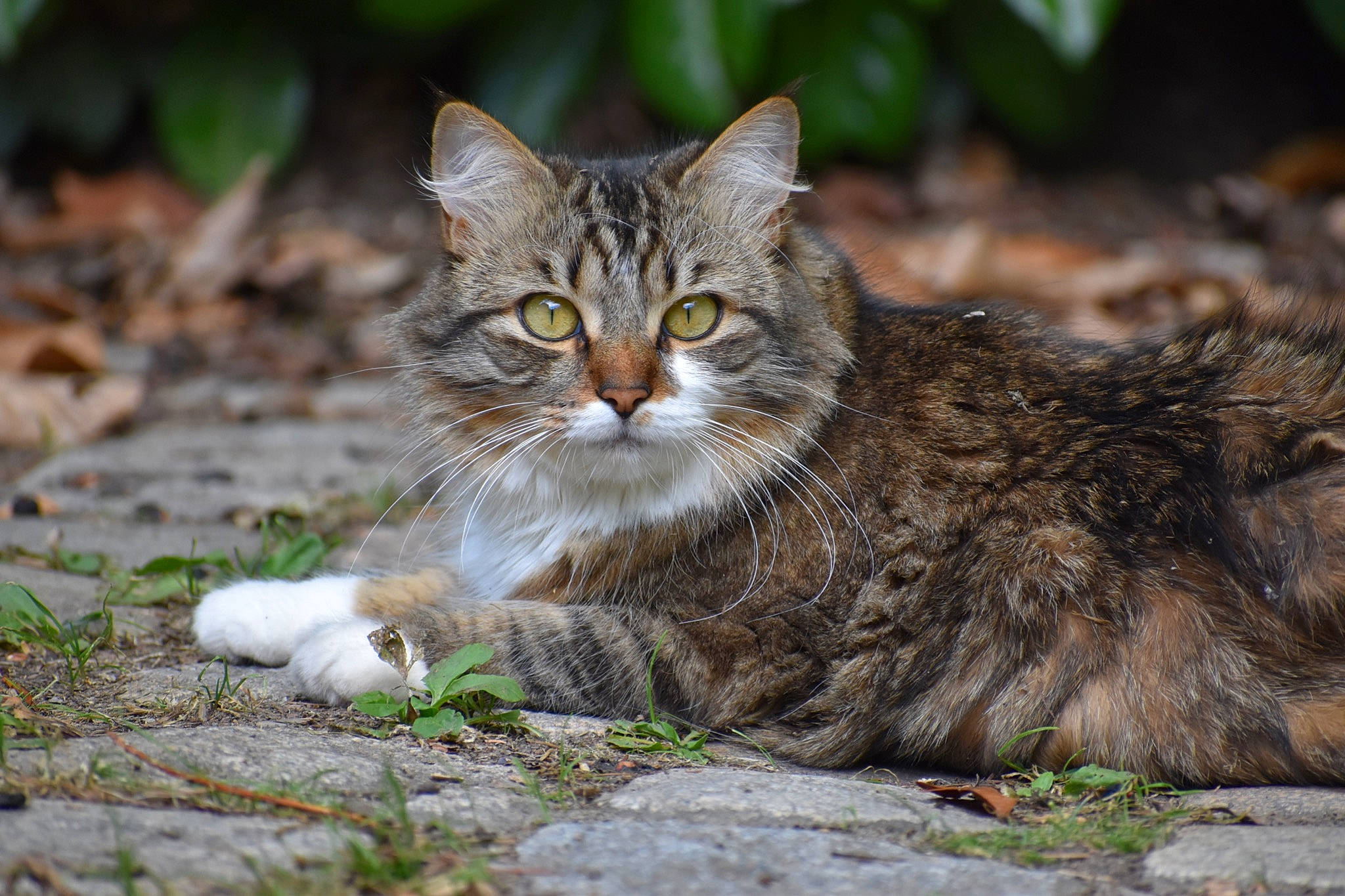 Huguette a rejoint le concours — aidez-le/la à gagner de superbes lots ! aegean_cat, asian_semi_longhair, british_semi_longhair, carnivore, cat, domestic_short_haired_cat, european_shorthair, eye, felidae, grass, mammal, norwegian_forest_cat, rusty_spotted_cat, siberian, small_to_medium_sized_cats, tabby_cat, vertebrate, whiskers, wild_cat, wildlife
