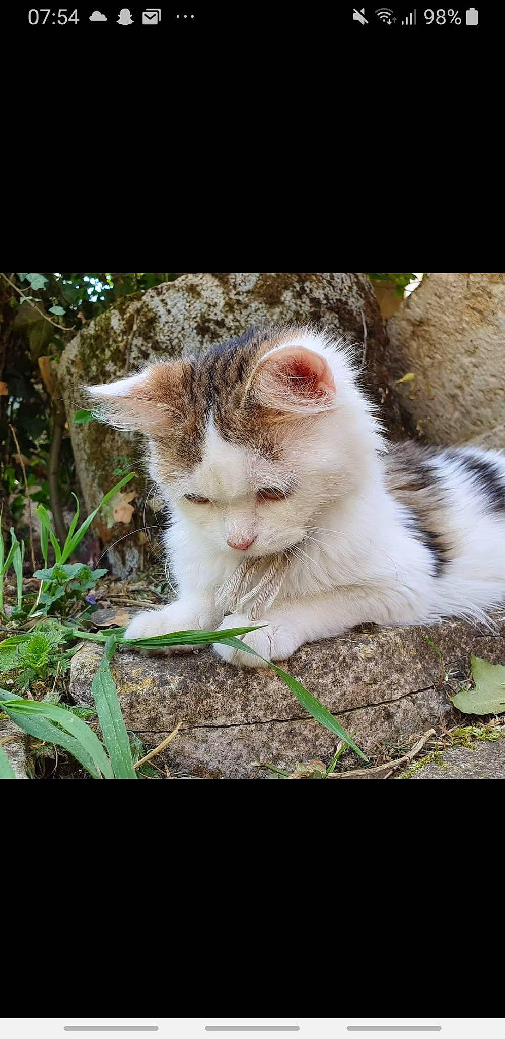 Chanel participe au concours pour gagner de l'argent avec cette photo : carnivore, cat, domestic_short_haired_cat, fawn, felidae, fur, grass, herb, paw, photo_caption, plant, sitting, small_to_medium_sized_cats, snout, tail, terrestrial_animal, tree, whiskers, wildlife, wood