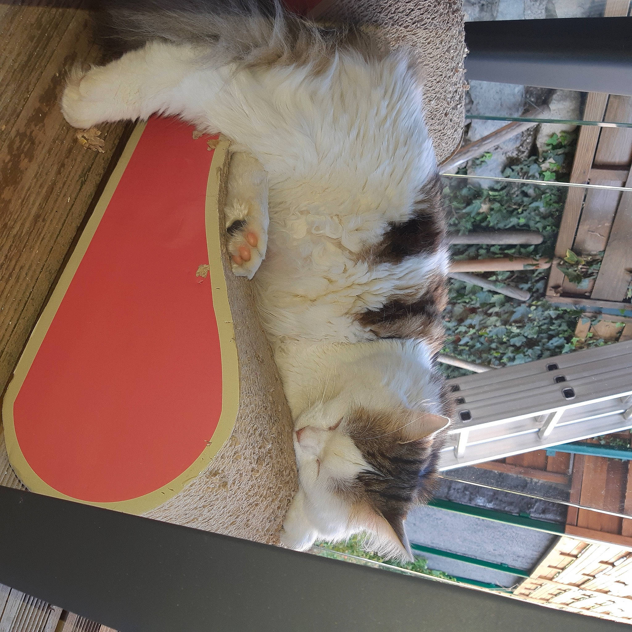 Chanel a rejoint le concours — aidez-le/la à gagner de superbes lots ! alpaca, art, canidae, cow_goat_family, fawn, fur, goat_antelope, goats, livestock, plant, sheep, snout, terrestrial_animal, visual_arts, wildlife, wood, working_animal