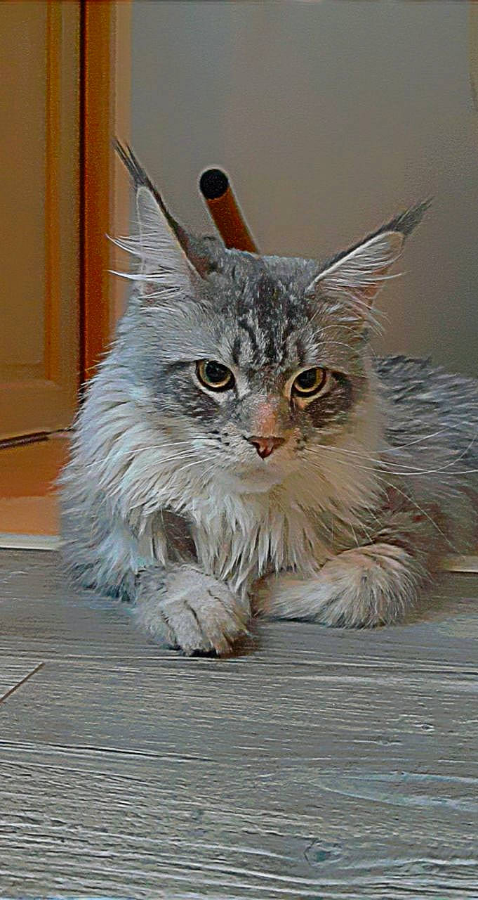 Saïko participe au concours pour gagner de l'argent avec cette photo : art, carnivore, cat, claw, domestic_short_haired_cat, fawn, feather, felidae, fur, maine_coon, paw, plant, sitting, small_to_medium_sized_cats, snout, tail, terrestrial_animal, whiskers, wildlife, wood