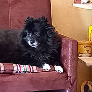 Chanel participe au concours pour gagner de l'argent avec cette photo : dog, black_dog, fluffy, armchair, cushion, striped_cushion, indoor, bookshelf, books, shelf, decor, cozy, pet, resting, furniture, living_room, white_paws, canine, relaxing, household