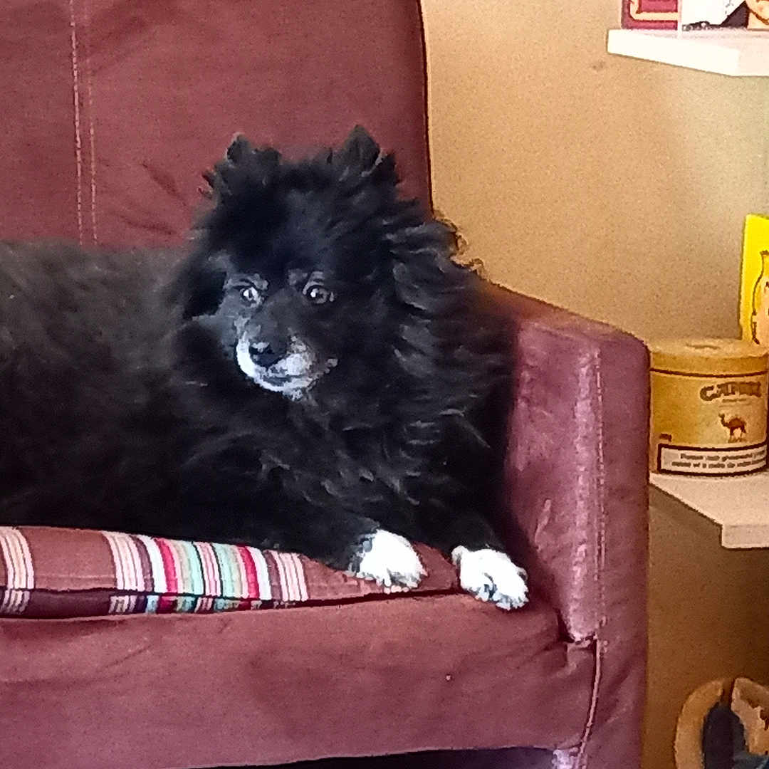 Chanel participe au concours pour gagner de l'argent avec cette photo : armchair, black_dog, books, bookshelf, canine, cozy, cushion, decor, dog, fluffy, furniture, household, indoor, living_room, pet, relaxing, resting, shelf, striped_cushion, white_paws