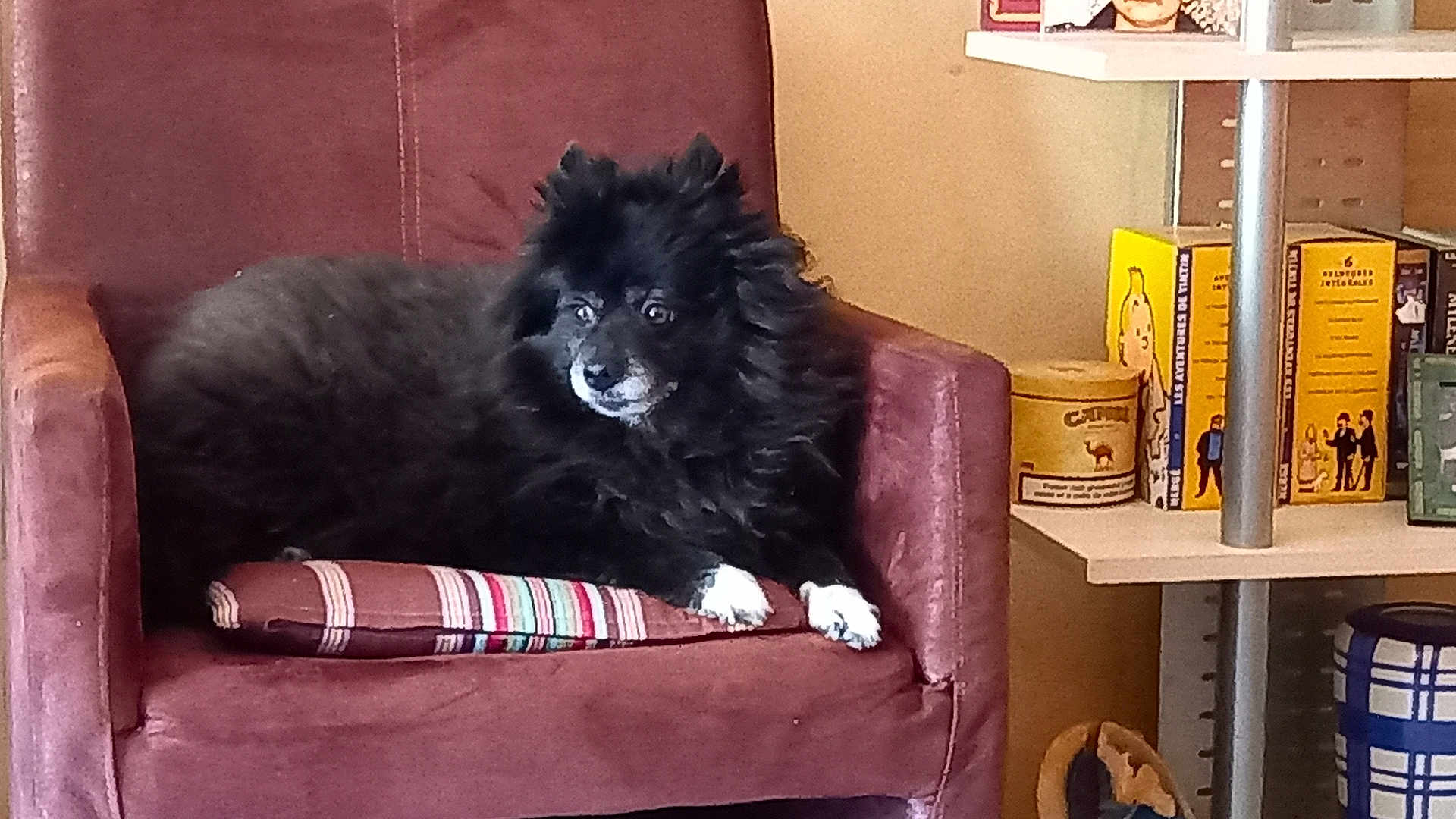Chanel participe au concours pour gagner de l'argent avec cette photo : dog, black_dog, fluffy, armchair, cushion, striped_cushion, indoor, bookshelf, books, shelf, decor, cozy, pet, resting, furniture, living_room, white_paws, canine, relaxing, household