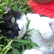Luna is registered to the contest to win money with this photo: cat, black_and_white_cat, grass, greenery, person, coral_shirt, outdoor, pet, animal, lying_down, relaxed, close_up, paw, whiskers, fur, eyes, nature, leaf, summer, resting