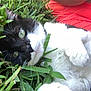 cat, black_and_white_cat, grass, greenery, person, coral_shirt, outdoor, pet, animal, lying_down, relaxed, close_up, paw, whiskers, fur, eyes, nature, leaf, summer, resting