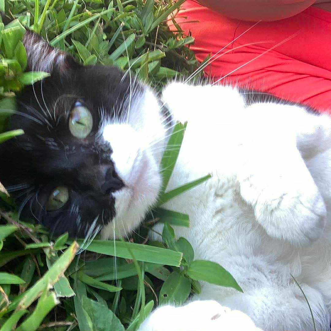 Luna is registered to the contest to win money with this photo: animal, black_and_white_cat, cat, close_up, coral_shirt, eyes, fur, grass, greenery, leaf, lying_down, nature, outdoor, paw, person, pet, relaxed, resting, summer, whiskers