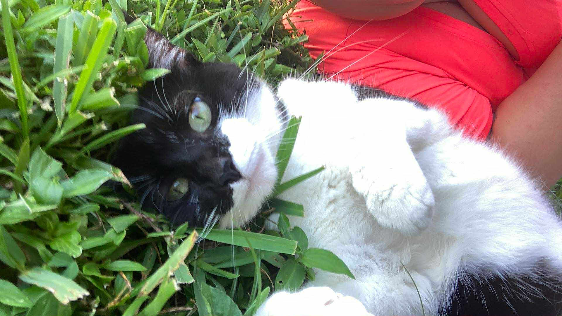 Luna is registered to the contest to win money with this photo: cat, black_and_white_cat, grass, greenery, person, coral_shirt, outdoor, pet, animal, lying_down, relaxed, close_up, paw, whiskers, fur, eyes, nature, leaf, summer, resting