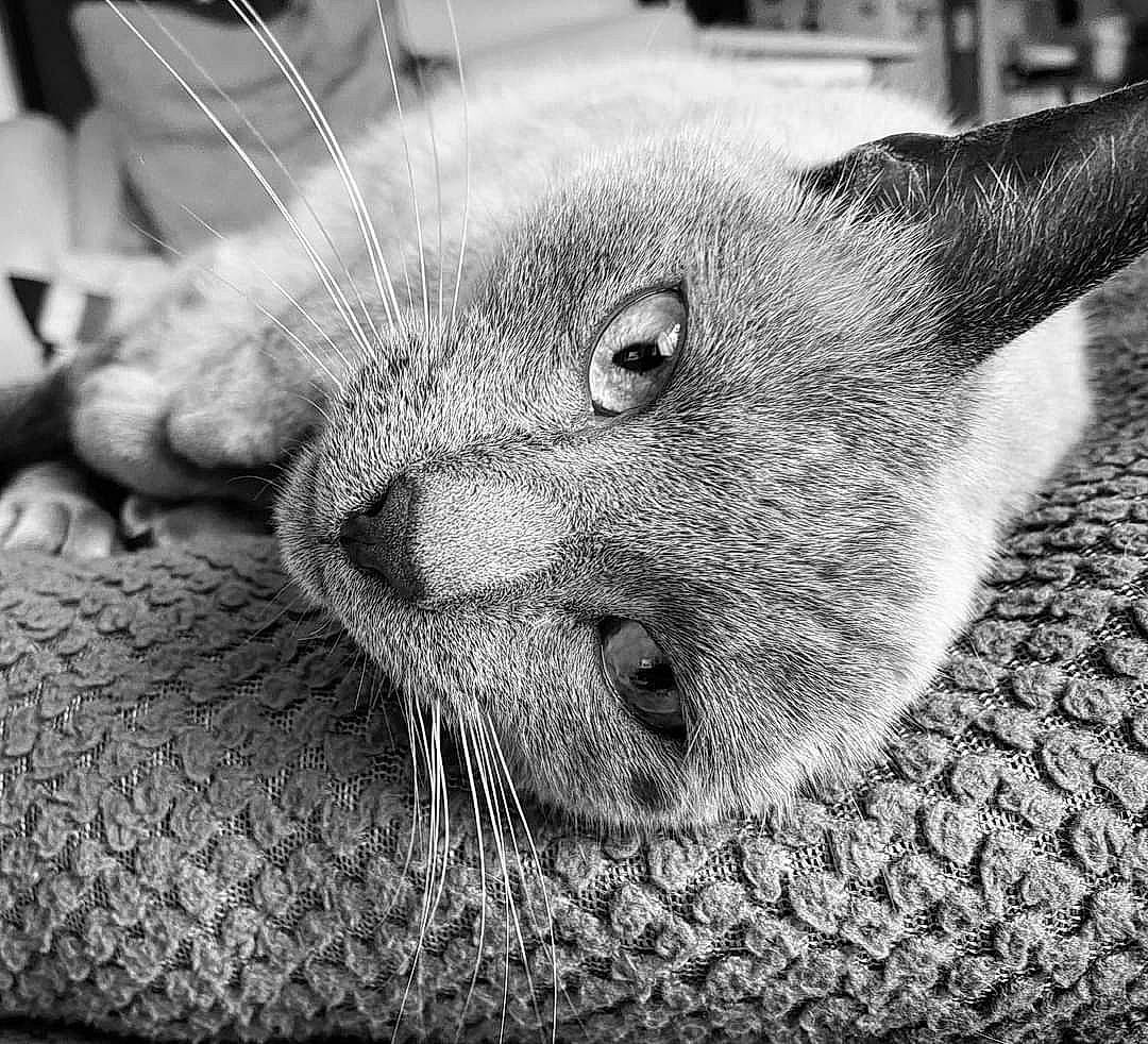 Cali participe au concours pour gagner de l'argent avec cette photo : black_and_white, carnivore, cat, comfort, domestic_short_haired_cat, ear, felidae, fur, grey, monochrome, monochrome_photography, paw, photography, russian_blue, small_to_medium_sized_cats, snout, terrestrial_animal, whiskers, wildlife